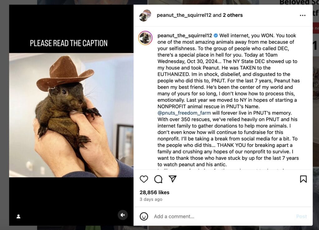 The Tale of Pnut, the Beloved Squirrel, and a Crypto Phenomenon 1 20250103 1926232035752615395048914